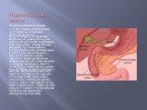 Поджелудочная железа. Поджелу́дочная железа́ человека — орган пищеварительной системы; крупная железа, обладающая внешнесекреторной и внутреннесекреторной функциями. Внешнесекреторная функция органа реализуется выделением панкреатического сока, содержащего пищеварительные ферменты. Производя гормоны