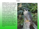 Сапсан. настоя́щий со́кол ( Falco peregrinus) — хищная птица из семейства соколиных, распространённая на всех континентах, кроме Антарктиды. Размером с серую ворону, выделяется тёмным, аспидно-серым оперением спины, пёстрым светлым брюхом и чёрной верхней частью головы, а также чёрными «усами». В за