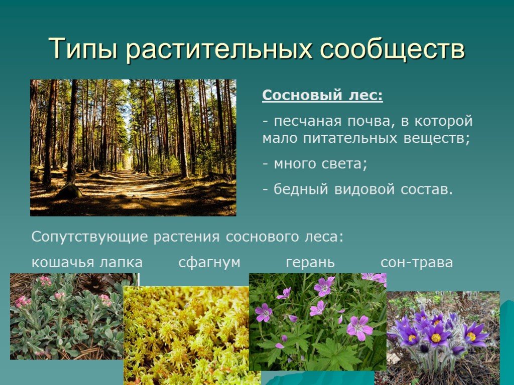 Какие растение относится к лесу. Растительные сообщества. Типы сообществ растений. Растения лесного сообщества. Растительные сообщества примеры.