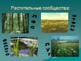 Растительные сообщества: лес болото степь луг