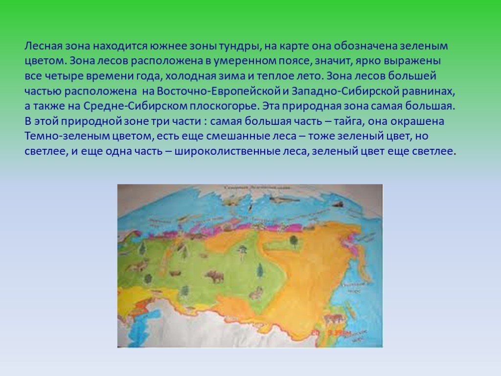 Какие природные зоны расположены в умеренном поясе. Расположение зоны тундры. Зона лесов расположена. Зона лесов России расположена южнее зоны тундры. Лесная зона находится южнее зоны тундры.