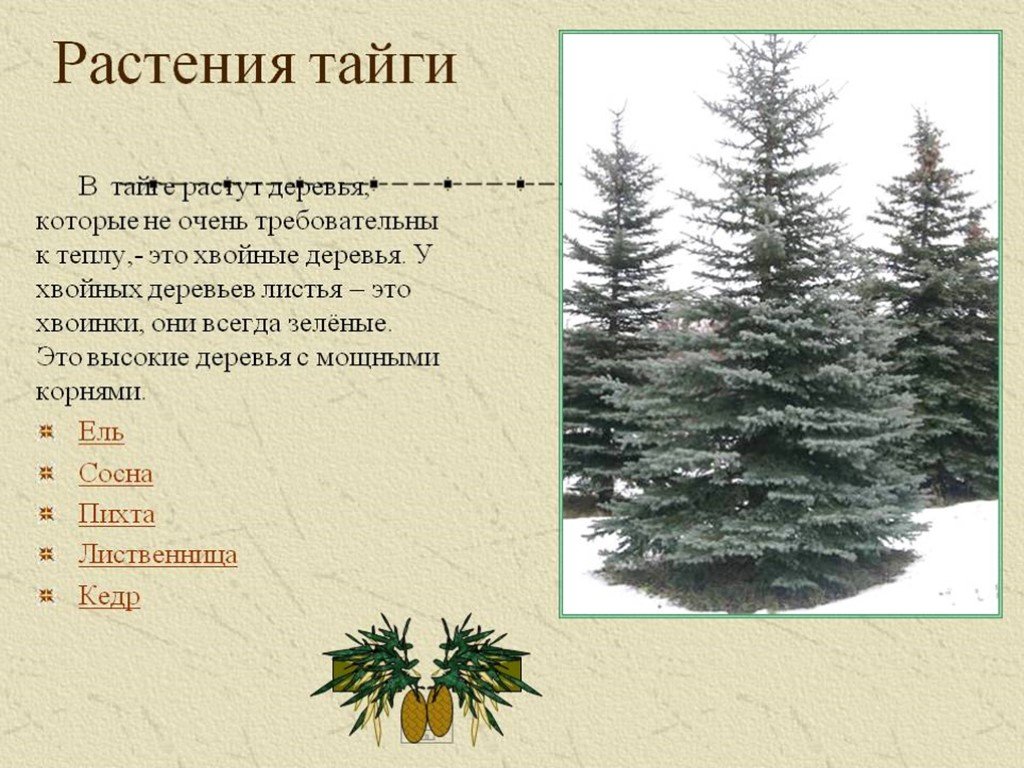 Деревья не растут слова. Растительность тайги 4 класс окружающий мир. Растения произрастающие в тайге. Растения тайги в России. Хвойные деревья растущие в тайге.