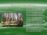 Карельские леса. Карелия - это не только озёра и реки, но и леса, сосновые и, реже, еловые. Растут они почти везде и ещё в 1996 г. занимали около 54% территории республики. В последние десятилетия Карелия стала одним из самых крупных в России поставщиков древесины, часто её в больших количествах выв