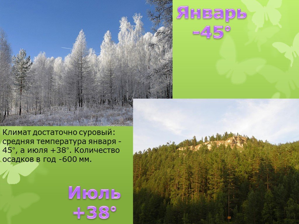 Зимняя температура в тайге. Климат тайги в России. Климат тайги тайги. Зона тайги климат. Тайга в России коимакт.