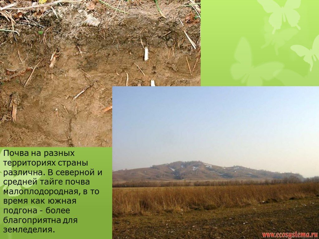 Тайга почва география. Почвы тайги в Евразии. Рельеф и почвы тайги. Почвы Северной тайги. Северная и средняя Тайга почва.