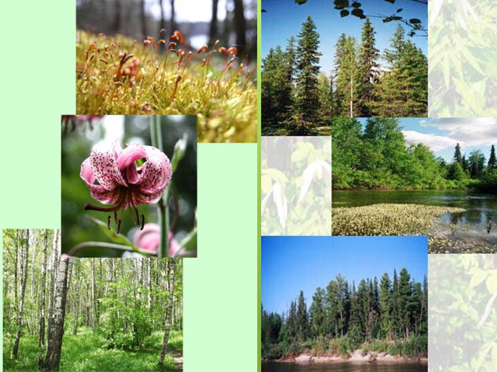 Растительный покров тайги отличается малым видовым разнообразием. Зона тайги растительность. Растения тайги в России.