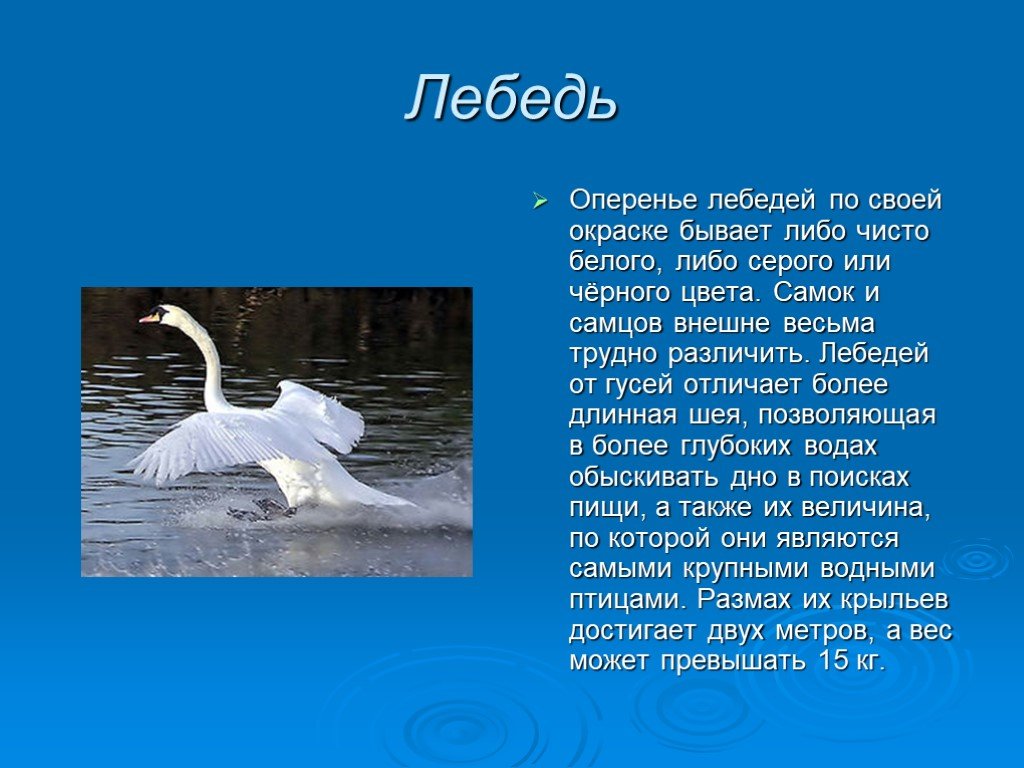 Жизнь лебедей 4 класс. Сообщение о жизни лебедей. Информация о лебедях. Сообщение о лебедях. Описание жизни лебедей.