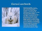 Белый медведь. МЕДВЕДЬ БЕЛЫЙ является типичным обитателем Арктики, лишь кое-где заходящим в материковые тундры. Белый медведь — самый крупный представитель не только семейства, но и всего отряда хищных. Некоторые самцы имеют тело длиной до 3 м и массу более 700 кг и до 1000 кг. Несмотря на это и каж