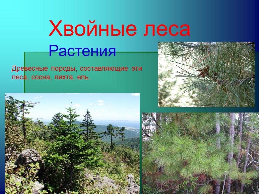 Какие растения характерны для елового леса