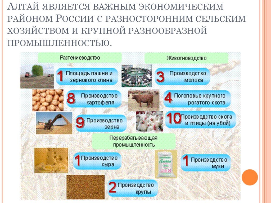 Проект 3 класс окружающий мир экономика алтайского края 3 класс