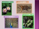 National animal is a tiger. The national bird, the peacock National flower - Lotus. National fruit - mango.