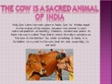 The cow is a sacred animal of India. Holy Cow takes the main place in India. Cow for Hindus equal to the status of the mother, because this animal is such maternal qualities as humility, kindness, wisdom and peace. In India the cow is called "Hau Mata", which literally translates as "