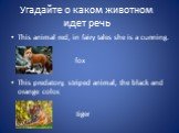 This animal red, in fairy tales she is a cunning. This predatory, striped animal, the black and orange color. fox tiger