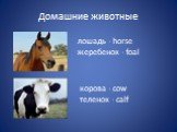 лошадь - horse жеребенок - foal. корова - cow теленок - calf