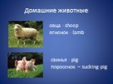овца - sheep ягненок - lamb. свинья - pig поросенок – sucking-pig