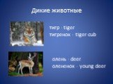 тигр - tiger тигренок - tiger-cub. олень - deer олененок - young deer