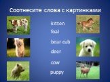 Соотнесите слова с картинками. cow kitten bear-cub foal deer puppy