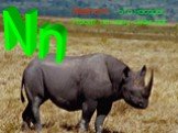 Nn. Nashorn - это носорог, Носит на носу свой рог.