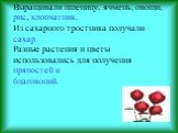 Выращивали пшеницу, ячмень, овощи, рис, хлопчатник. Из сахарного тростника получали сахар. Разные растения и цветы использовались для получения пряностей и благовоний.