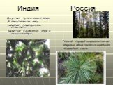 Индия Россия. Джунгли – тропические леса. В вечнозеленом лесу человека подстерегали опасности ядовитые насекомые, змеи и хищные звери. Главной породой широколиственно-кедровых лесов является корейская пятихвойная сосна.