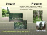 Густые, труднопроходимые леса по берегам Ганга. Основные запасы лесов России находятся в Сибири и на Дальнем Востоке, а также на Европейском севере.