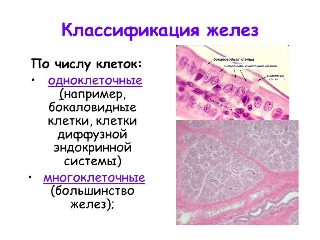 Группы железистых клеток. Железистый эпителий классификация эндокринных желез. Классификация железистых клеток. Классификация желез по числу клеток. Количество железистых клеток классификация.
