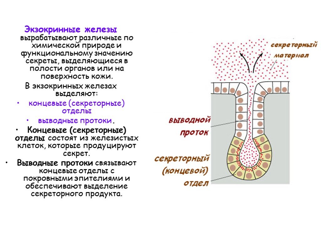 Экзокринные железы выводные протоки. Концевой отдел и выводной проток. Концевые отделы и выводные протоки желез. Железистый (секреторный) эпителий. Концевой отдел и выводной проток железы.