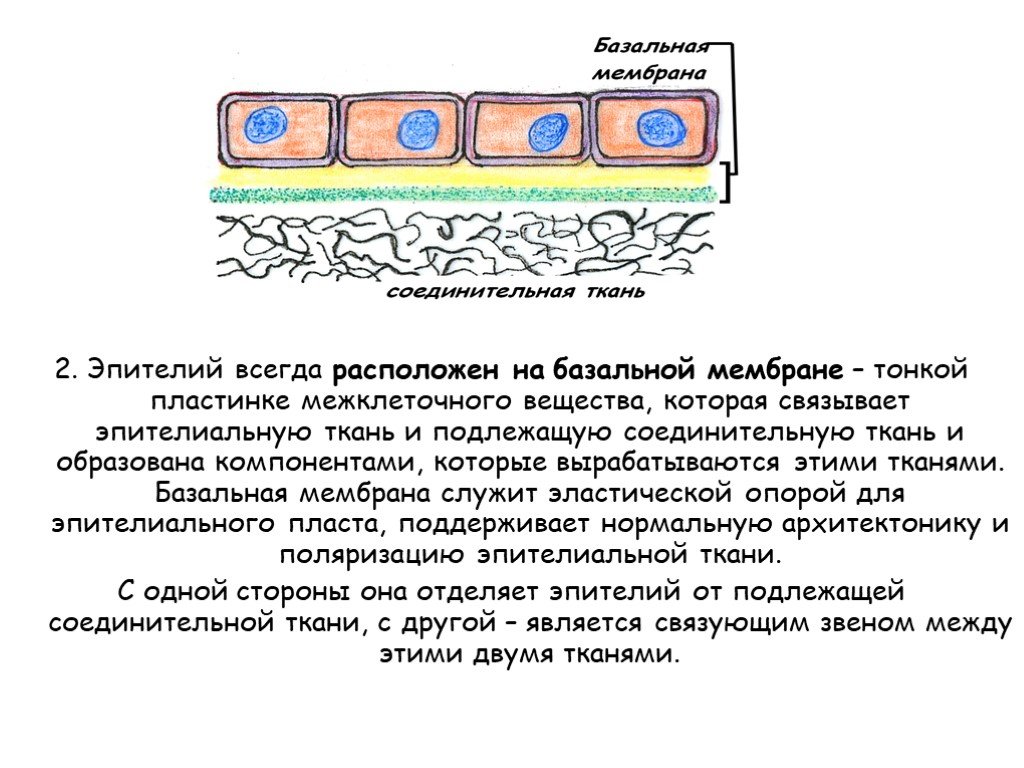 Базальная мембрана функции. Функции базальной мембраны эпителия. Эпителиальная ткань базальная мембрана. Строение базальной мембраны эпителия. Базальная мембрана покровных тканей.