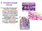 3. Специализация клеток. Эпителий, образованный клетками с ресничками на апикальной поверхности, называется реснитчатым (мерцательным). Клетки, специализирующие на адсорбции (эпителий кишечника, и проксимальных канальцев почек), имеют многочисленные микроворсинки на апикальной поверхности, которые с