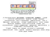 2. Эпителий всегда расположен на базальной мембране – тонкой пластинке межклеточного вещества, которая связывает эпителиальную ткань и подлежащую соединительную ткань и образована компонентами, которые вырабатываются этими тканями. Базальная мембрана служит эластической опорой для эпителиального пла