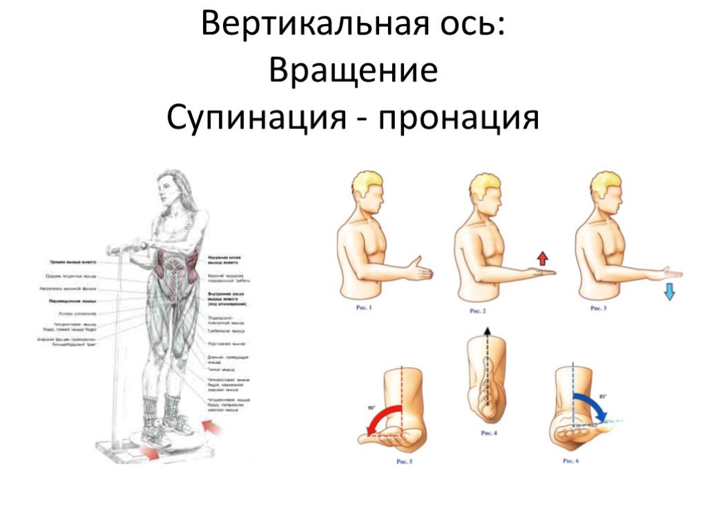 Вертикальная ось упражнения. Пронация и супинация. Пронация и супинация предплечья. Вертикальная ось. Оси движения анатомия.