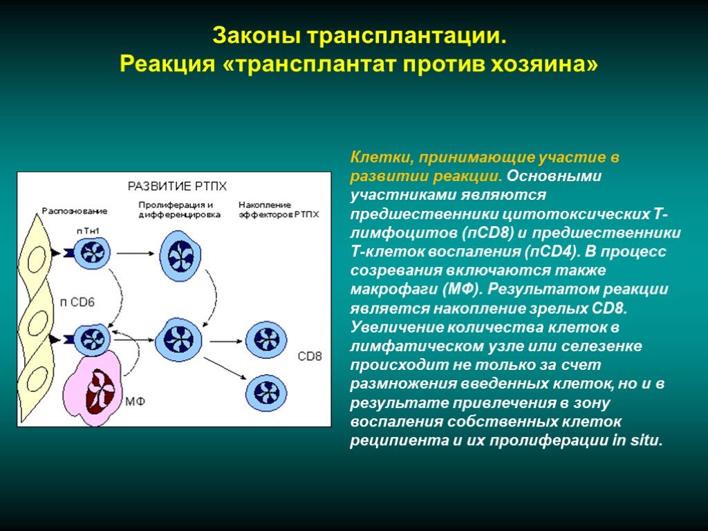 Приобретенный иммунитет по наследству