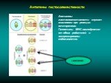 Антигены гистосовместимости. Антигены гистосовместимости служат мишенями при реакции отторжения. Гаплотипы МНС наследуются от обоих родителей и экспрессированы кодоминантно. гаплотип