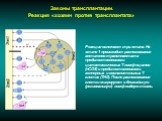 Законы трансплантации. Реакция «хозяин против трансплантата». Реакция включает три этапа. На этапе 1 происходит распознавание антигенов трансплантата предшественниками цитотоксических Т-лимфоцитов (пCD8) и предшественниками хелперных и воспалительных Т-клеток (ТН0). После распознавания клетки мигрир