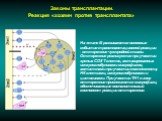 На этапе III развиваются основные события трансплантационной реакции - отторжение чужеродной ткани. Отторжение реализуется при участии зрелых CD8 Т-клеток, активированных иммуноглобулинами макрофагов, антителами при участии комплемента, НК клетками, иммуноглобулинами и цитокинами. При участии ТН1 в 