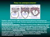 Плод как аллотрансплантат. Зародыш представляет собой гетерозиготный организм, включающую как антигены матери, так и отца. Поэтому иммунная система матери реагирует на мужские антигены. Барьерная функция плаценты. Трофобластические клетки, образующие внешний слой плаценты и контактирующие с тканями 