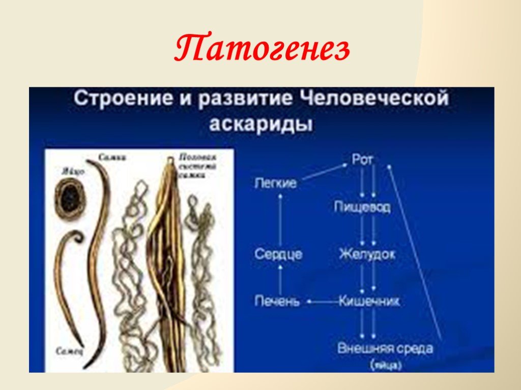 Аскарида тип. Аскарида человеческая самка строение. Аскаридоз строение паразита. Строение паразита аскарида. Аскарида человеческая строение.
