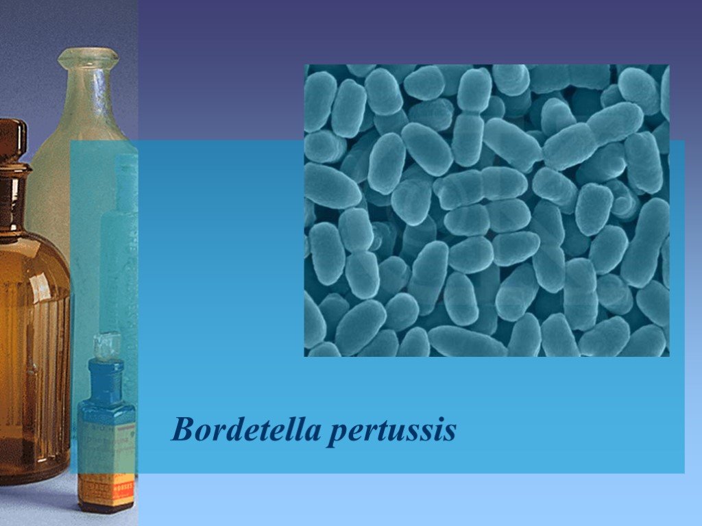 Бордетеллы. Бордетеллы капсула. Бактериоскопическое исследование коклюша. Bordetella pertussis входные ворота.