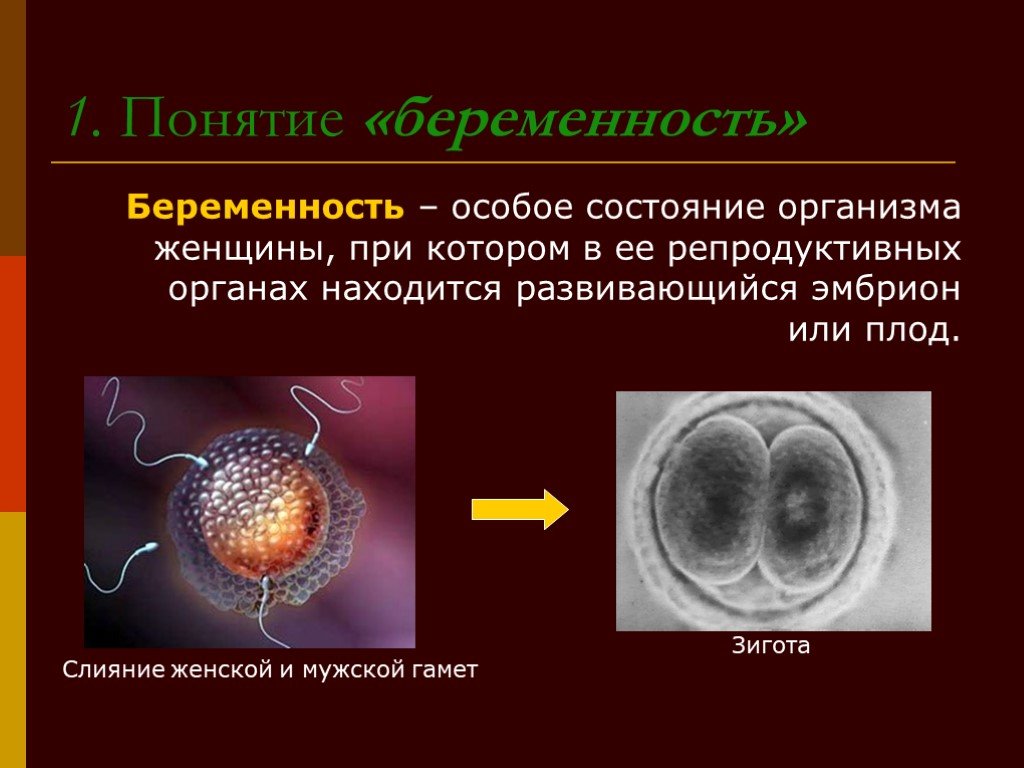 Беременность презентация 8 класс