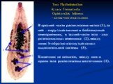 Тип Plathelminthes Класс Trematoda Opistorchis felineus - кошачий сосальщик. В средней части расположена матка (1), за ней – округлый яичник и бобовидный семяприемник, в задней части тела –два розетковидных семенника (2), между ними S-образно изогнутый канал выделительной системы (3). Кишечник не ве