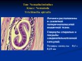 Тип Nemathelminthes Класс Nematoda Trichinella spiralis. Личинки расположены в скелетной поперечнополосатой мышечной ткани. Свернуты спиралью и покрыты соединительнотканной капсулой. Размеры капсулы 0,4 х 0,25 мм