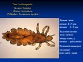Тип Arthropoda Класс Insecta Отряд Anoplura Pediculus humanus capitis. Длина тела самца 2-3 мм, самки – 3-4 мм Задний конец тела самца закруглен, у самки – раздвоен Ротовой аппарат колюще-сосущего типа