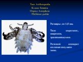 Тип Arthropoda Класс Insecta Отряд Anoplura Phthirus pubis. Размеры до 1,5 мм. Тело короткое, широкое, трапециевидное. Ротовой аппарат колюще-сосущего типа.