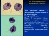 Тип Sarcomastigophora Trichomonas vaginalis. Тело овальной формы с заостренным длинным шипом на заднем конце. Размеры до 30 мкм. Имеет 5 жгутиков. Один жгутик идет вдоль ундулирующей мембраны. По середине тела проходит опорный стержень (аксостиль). Ядро расположено в передней части тела.