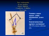 Тип Arthropoda Класс Insecta Отряд Diptera Семейство Culicidae Род Culex. Головки самок имеют слабо опушенные усики (1). Нижнечелюстные щупики составляют 1/3-1/4 длины хоботка (2).