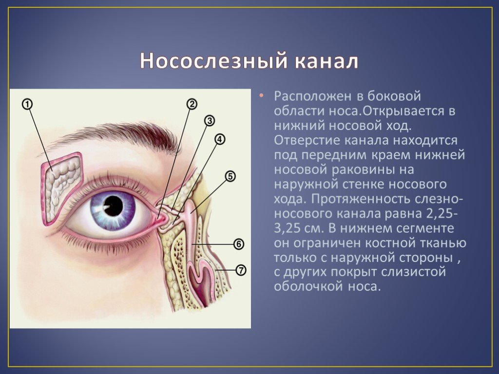 Слезная железа нерв. Носослезный мешок анатомия. Носослезный канал открывается в носовой.