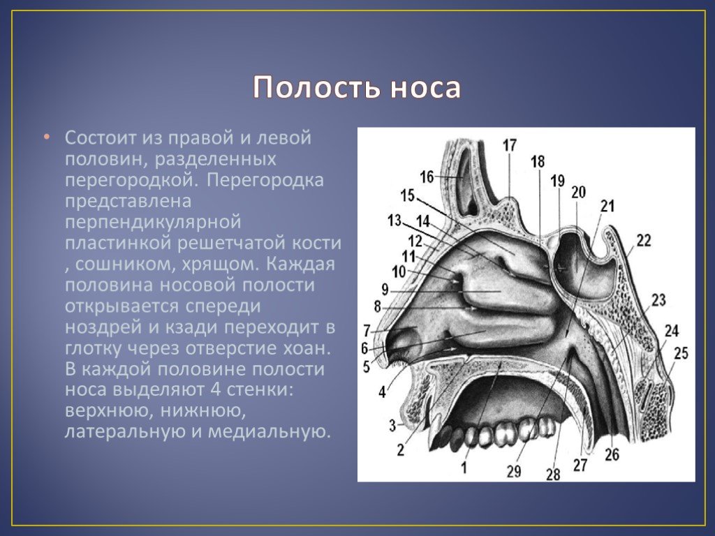 Костная стенка которая отделяет полость рта. Носовая полость строение хоаны. Носовая полость анатомия кости. Носовая полость фронтальный срез. Перегородка носовой полости анатомия.