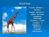ЖИРАФ. Родина жирафа –Африка. Жираф является самым высоким наземным животным планеты. Слово «жираф» в переводе с арабского означает «нарядный».