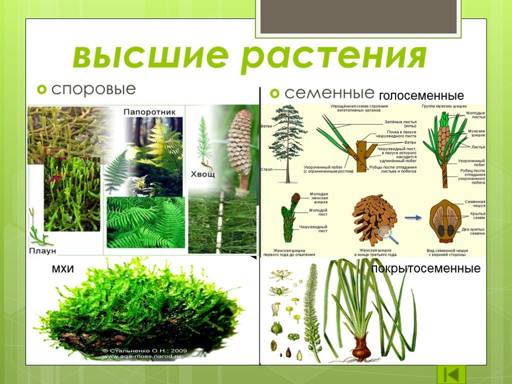 Семенные растения примеры организмов
