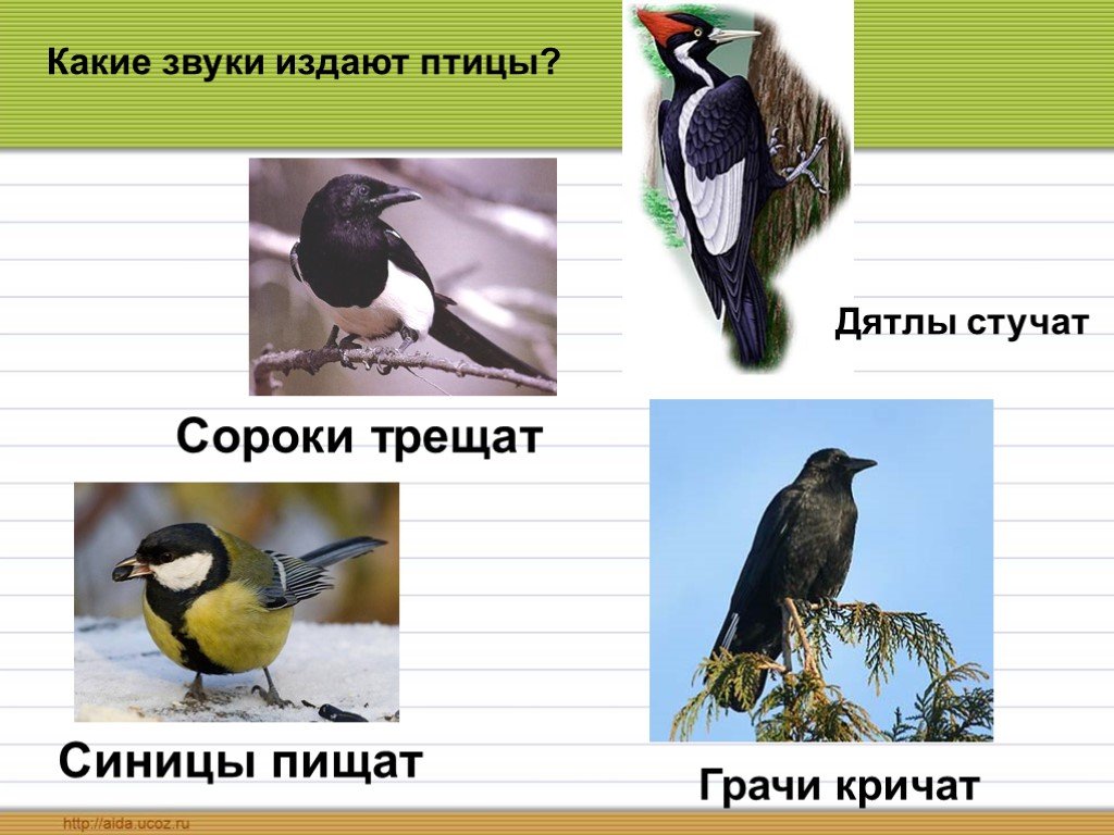 Звуки определенных птиц. Какие звуки издают птицы. Как птицы издают звуки. Птицы издающие звуки. Какая птица издаёт и и и и.